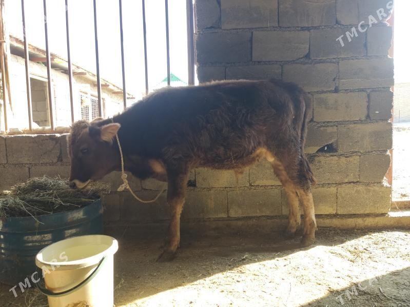 okuz - Gökdepe - img 3