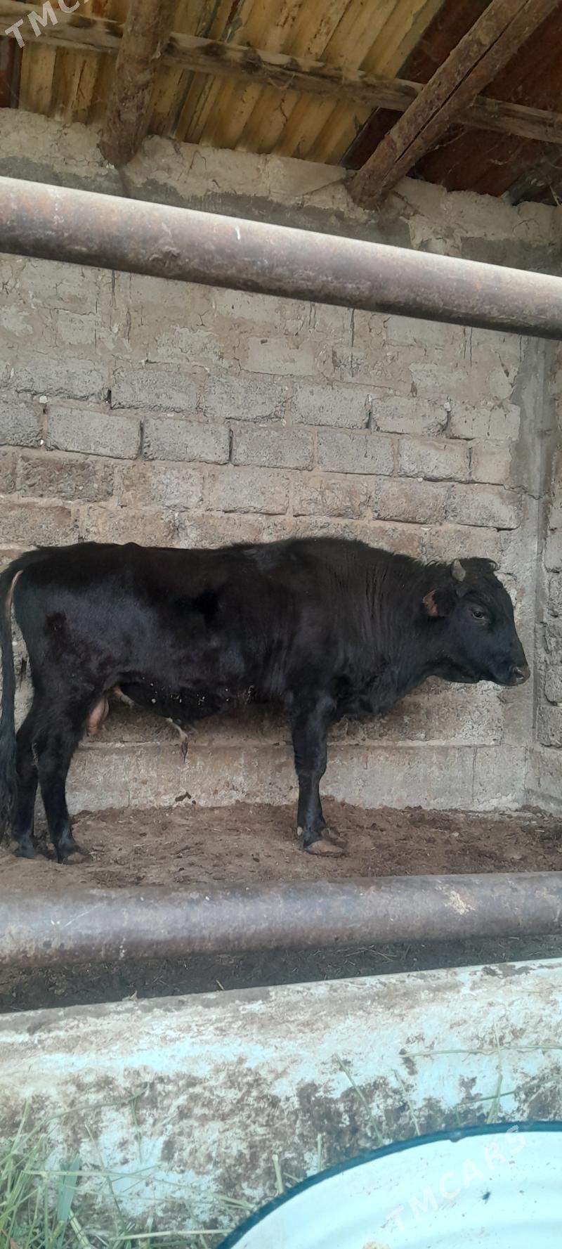 okuz - Ашхабад - img 2