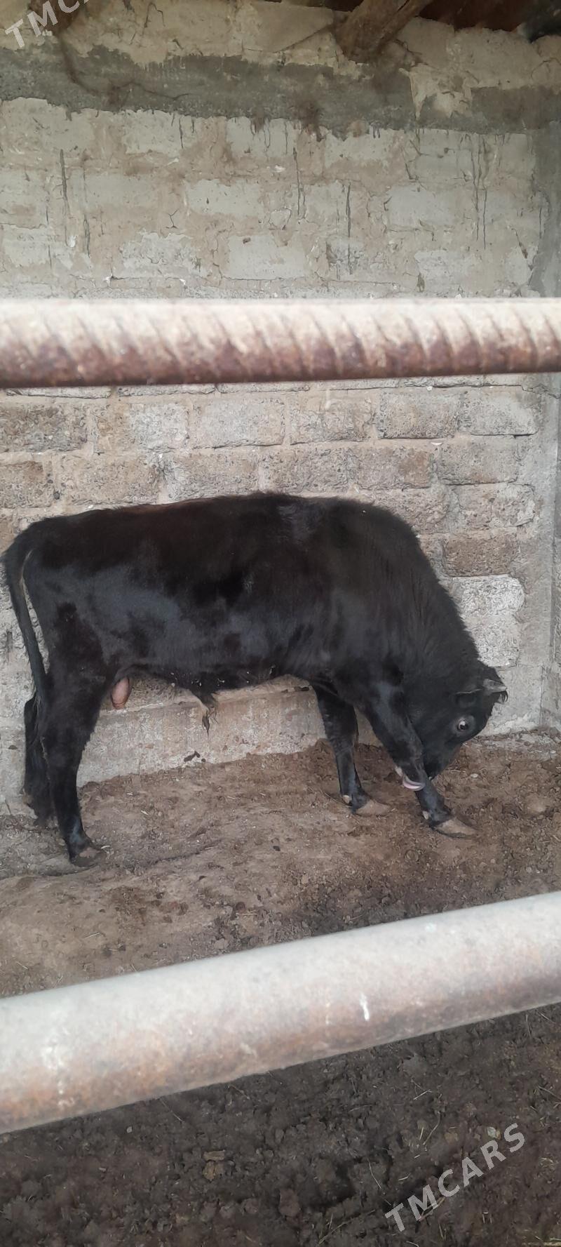 okuz - Ашхабад - img 3