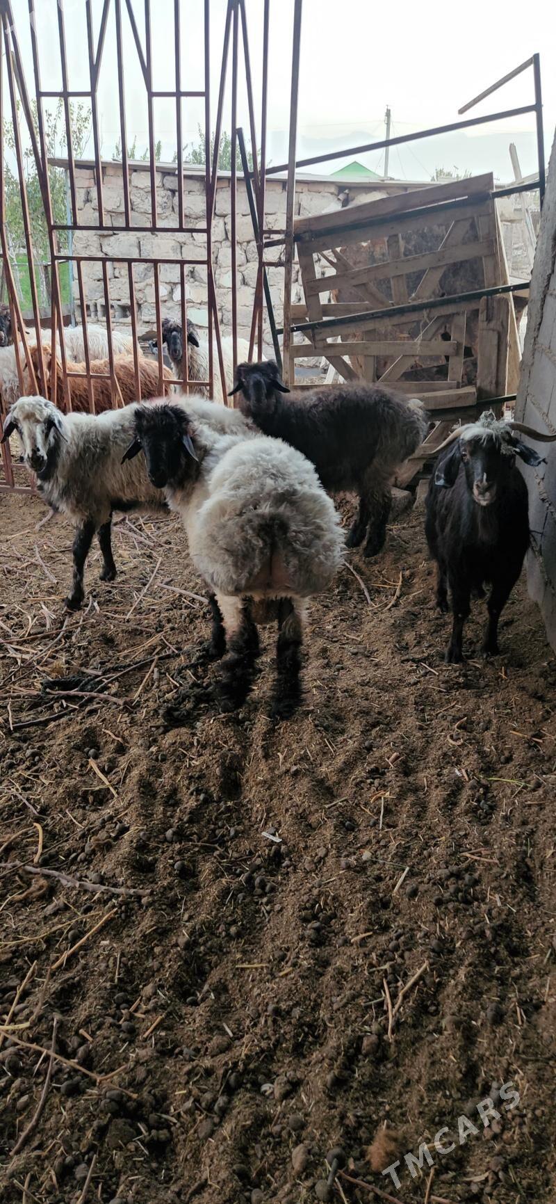 iššek - Гуртли - img 2