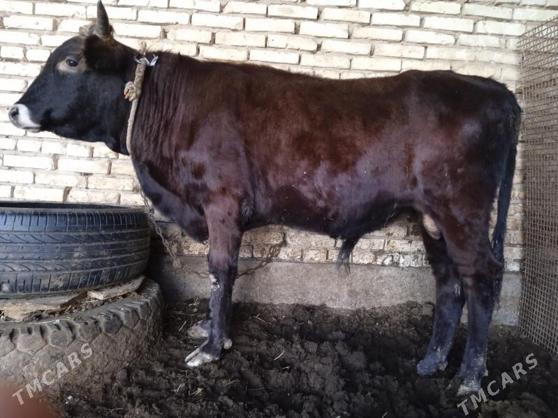 okuz - Tejen - img 6