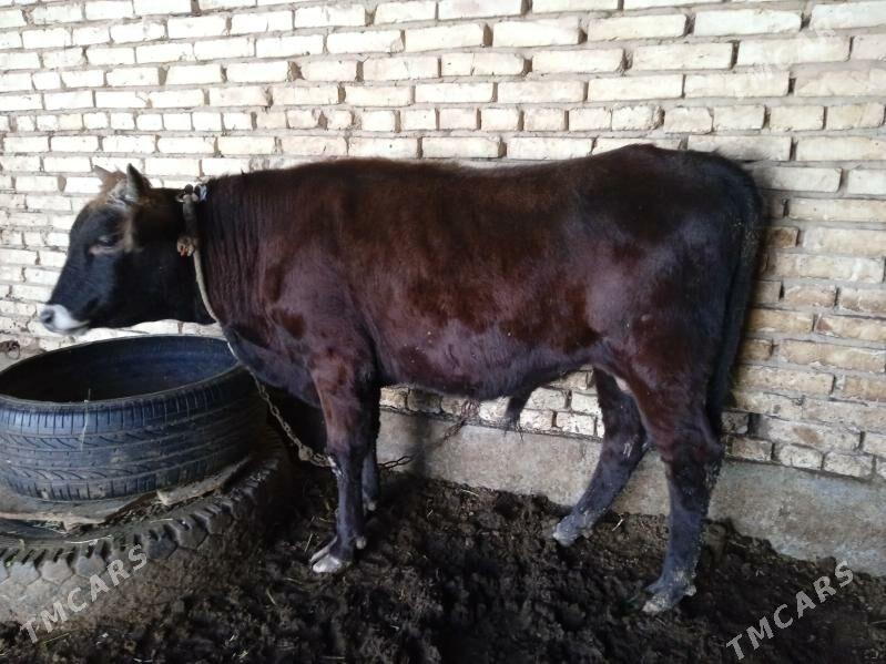 okuz - Tejen - img 4