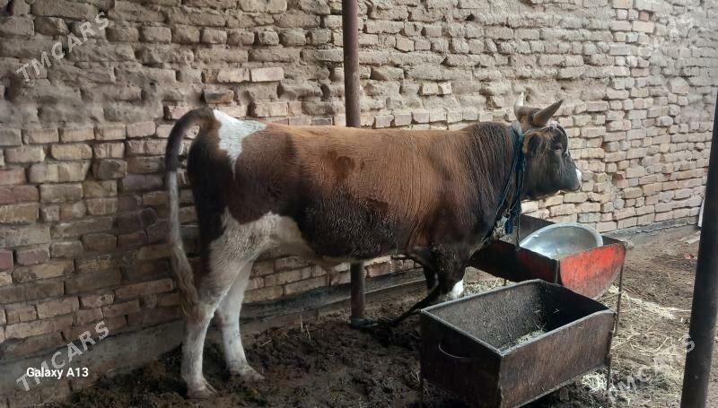 okuz - Tejen - img 2