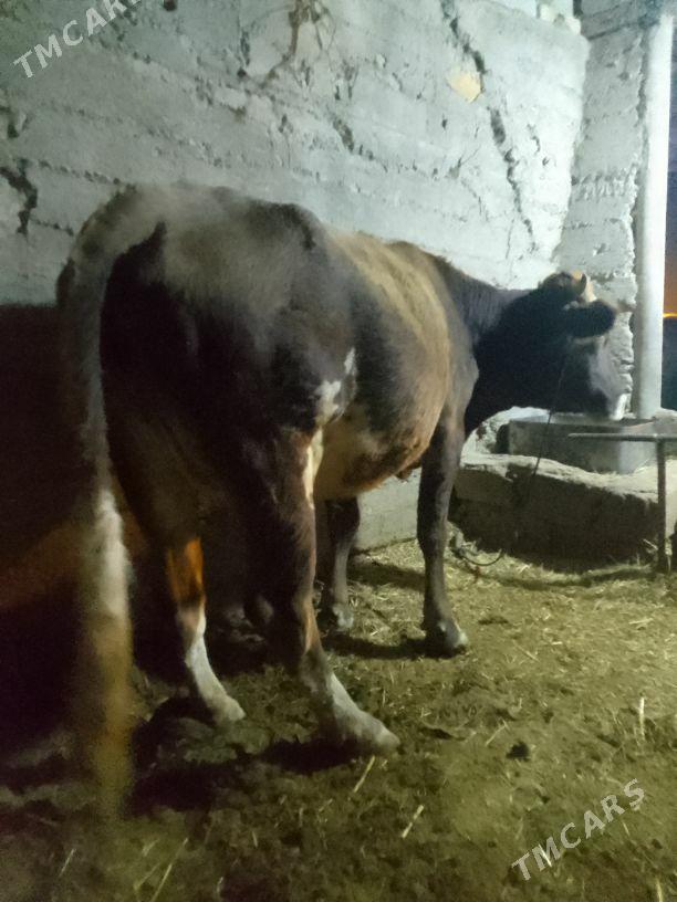 bogaz tuwe - Гёкдепе - img 3