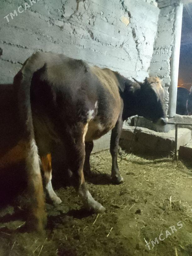 bogaz tuwe - Гёкдепе - img 2