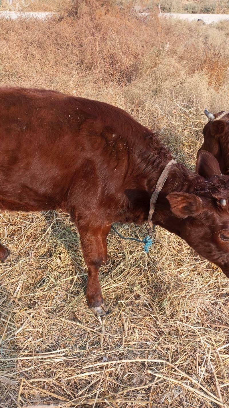 хожек - Туркменабат - img 3