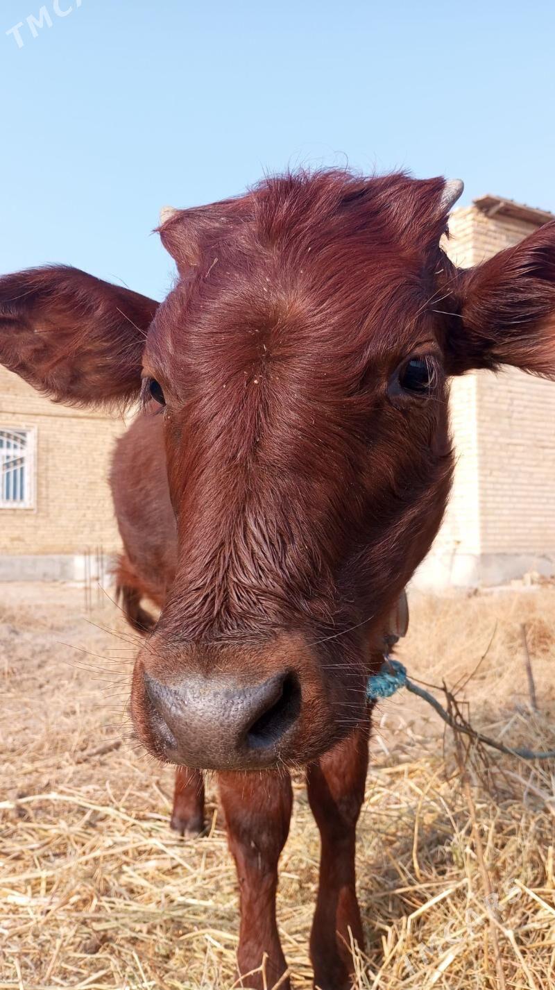 хожек - Туркменабат - img 2