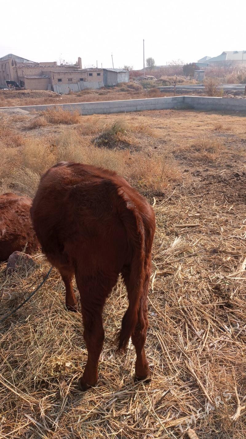 хожек - Туркменабат - img 4