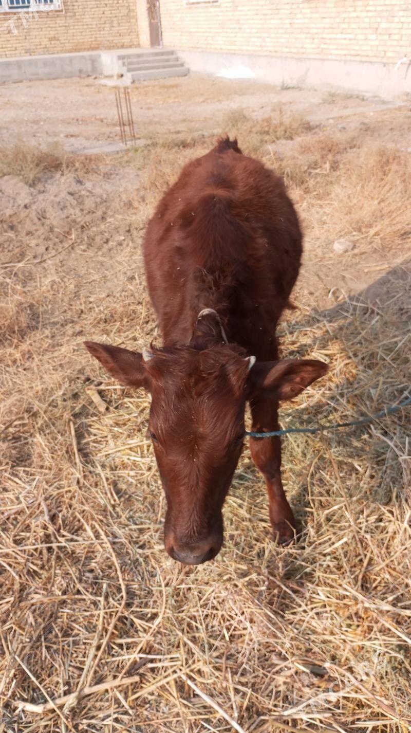 хожек - Туркменабат - img 1