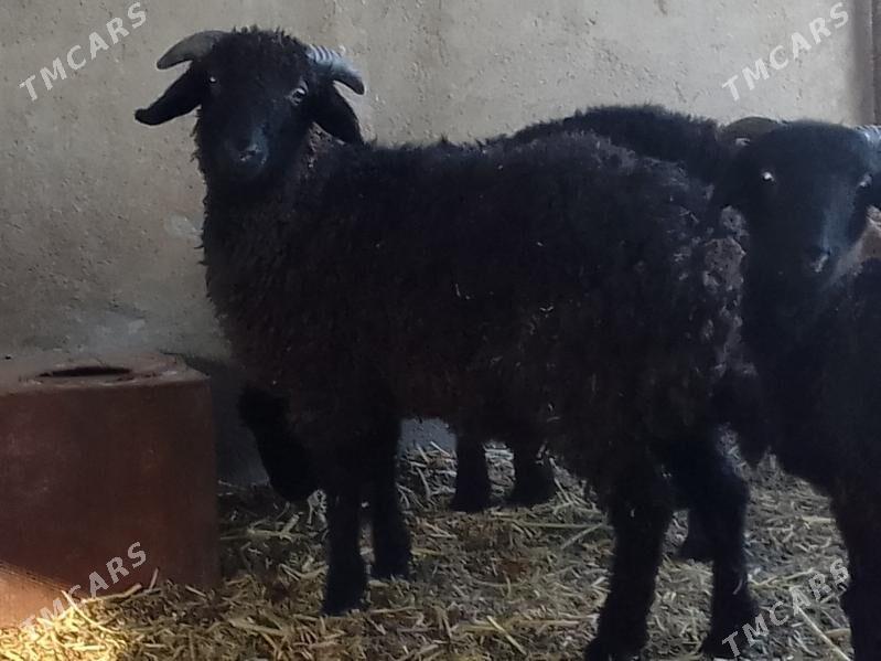 tokly - Багир - img 2