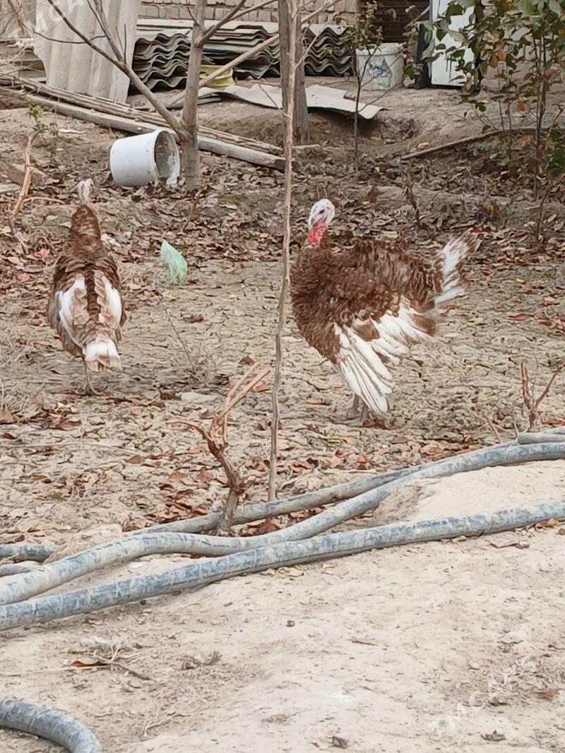 induk owgan - Kaka - img 2