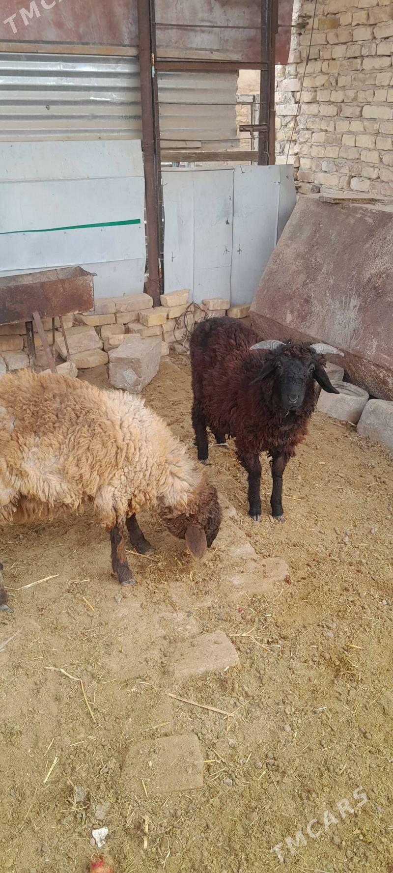 Goyun guzylar - Türkmenabat - img 2