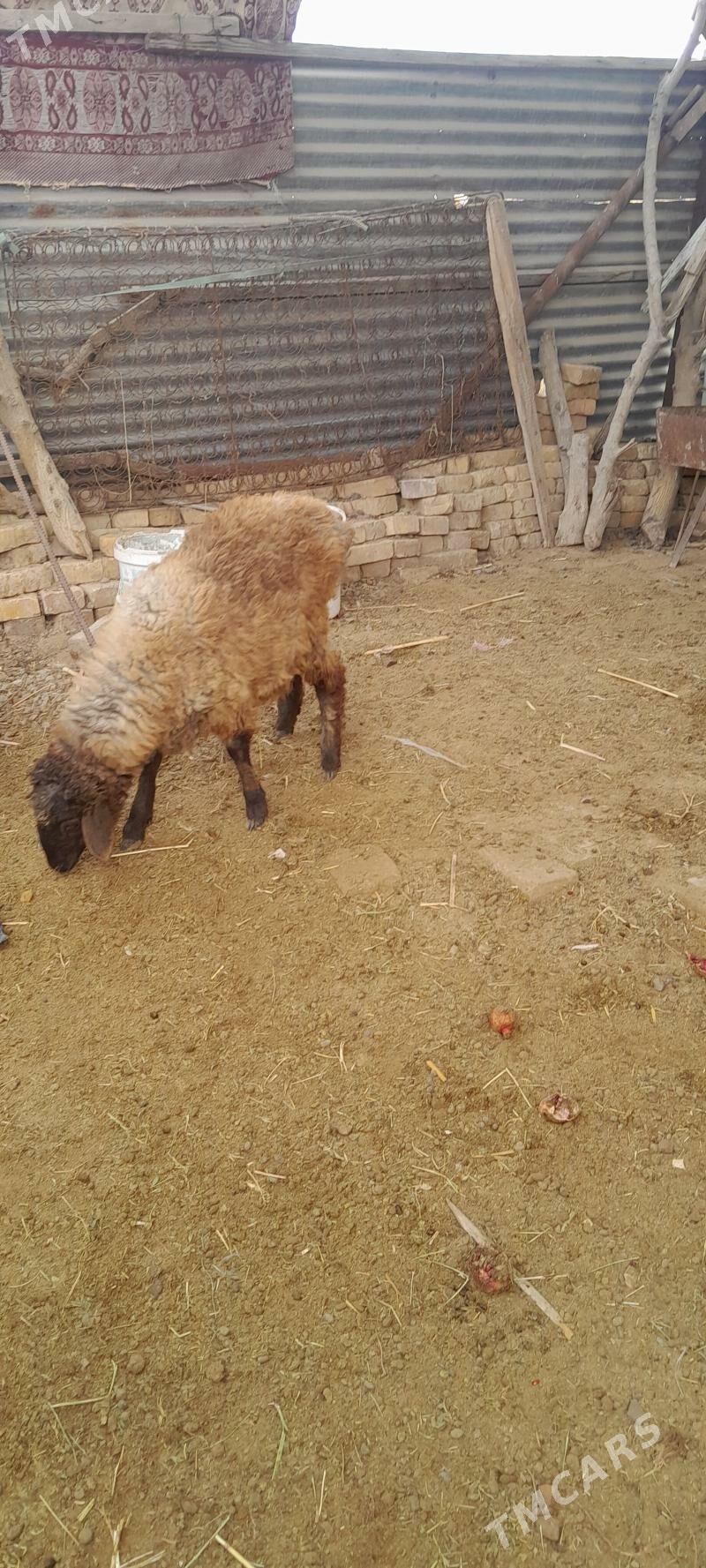 Goyun guzylar - Türkmenabat - img 5