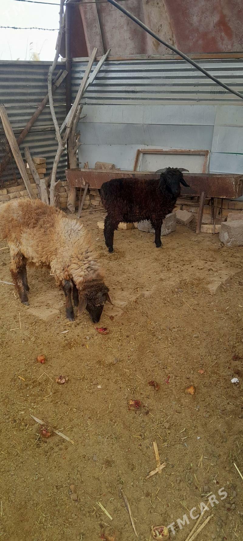 Goyun guzylar - Türkmenabat - img 4