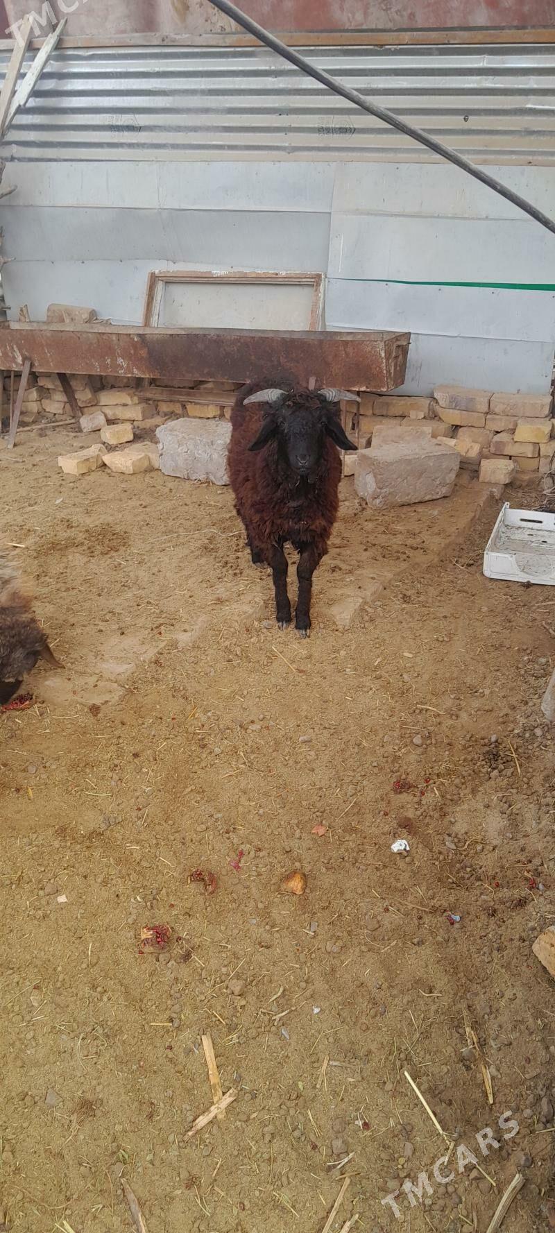 Goyun guzylar - Türkmenabat - img 3