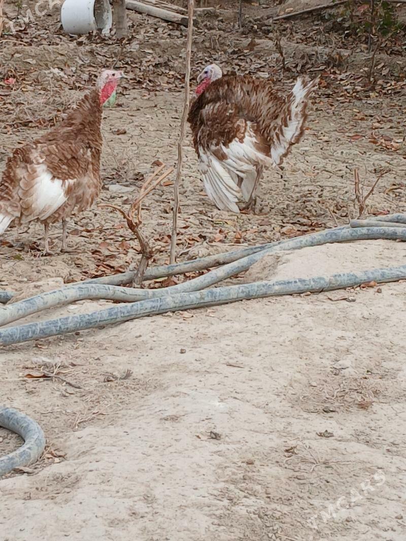 induk owgan - Kaka - img 3