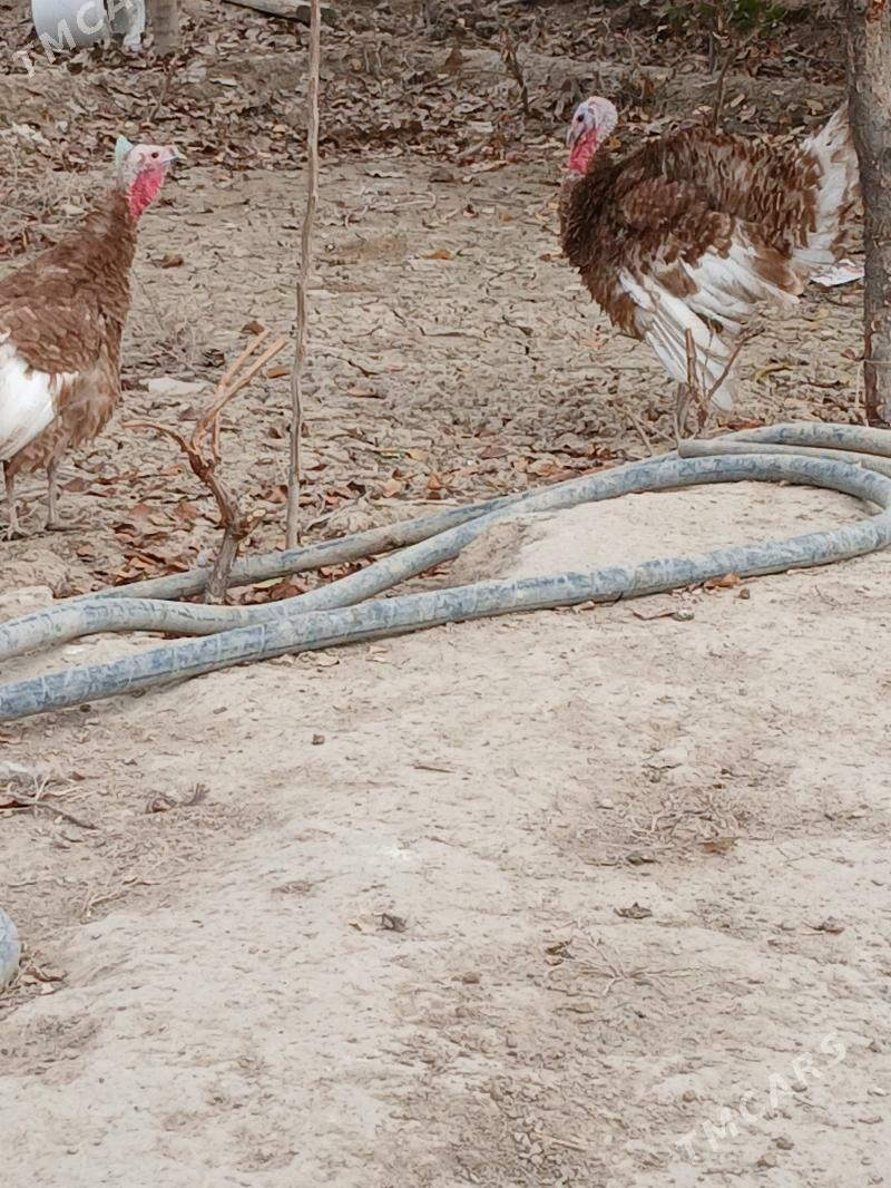 induk owgan - Kaka - img 4