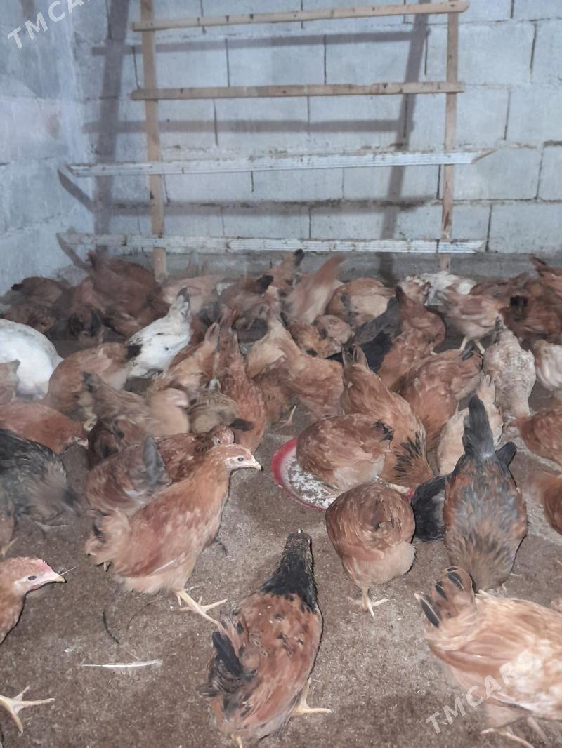 jüýje - Гёкдепе - img 2