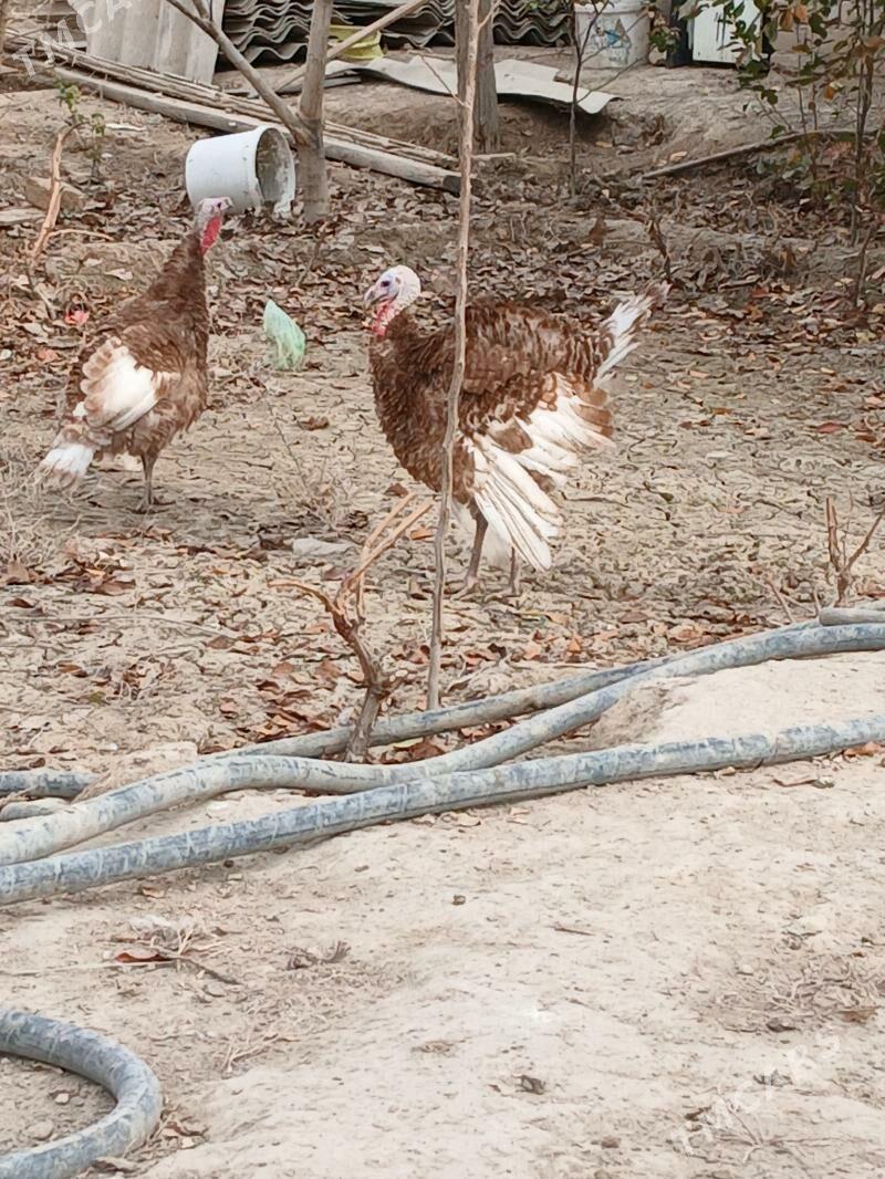 induk owgan - Kaka - img 5