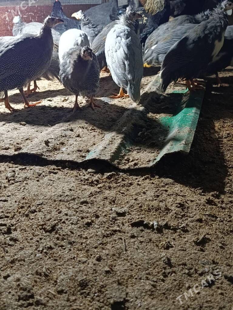 sizarka - Gökdepe - img 2