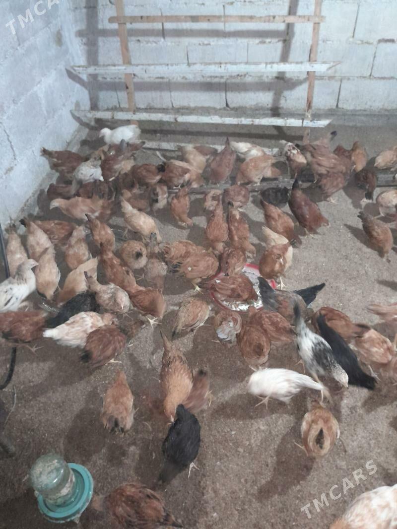 jüýje - Гёкдепе - img 3