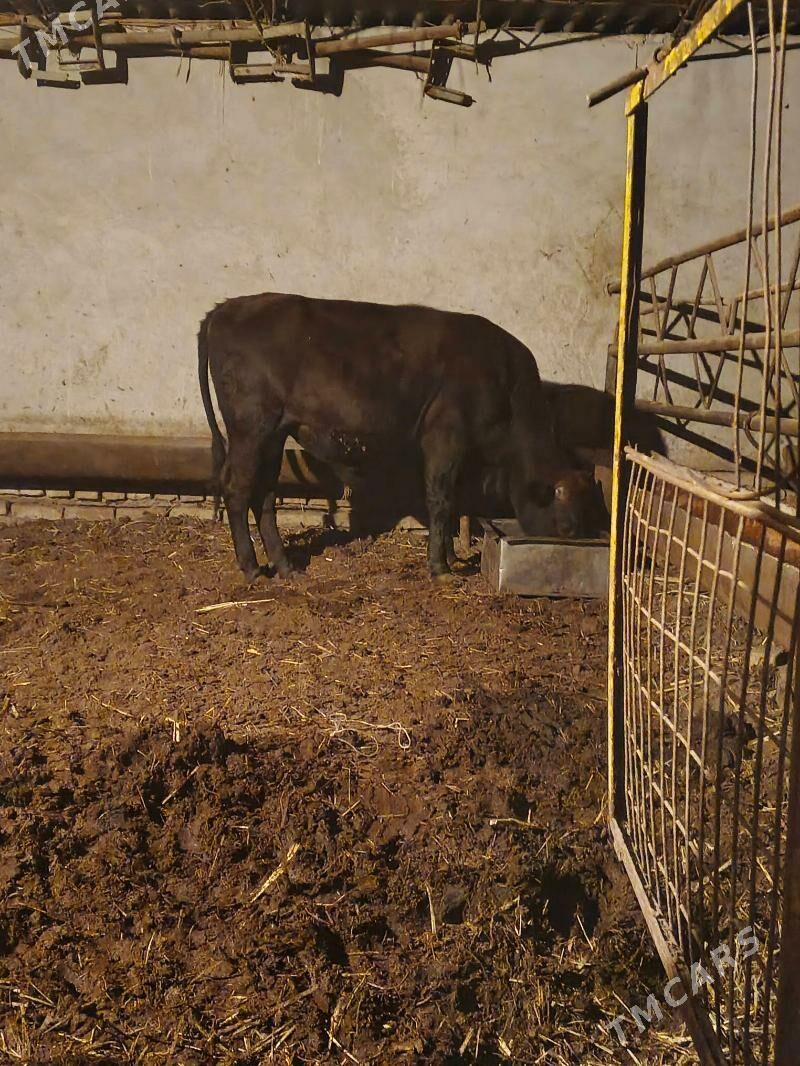 okuz - Туркменабат - img 3