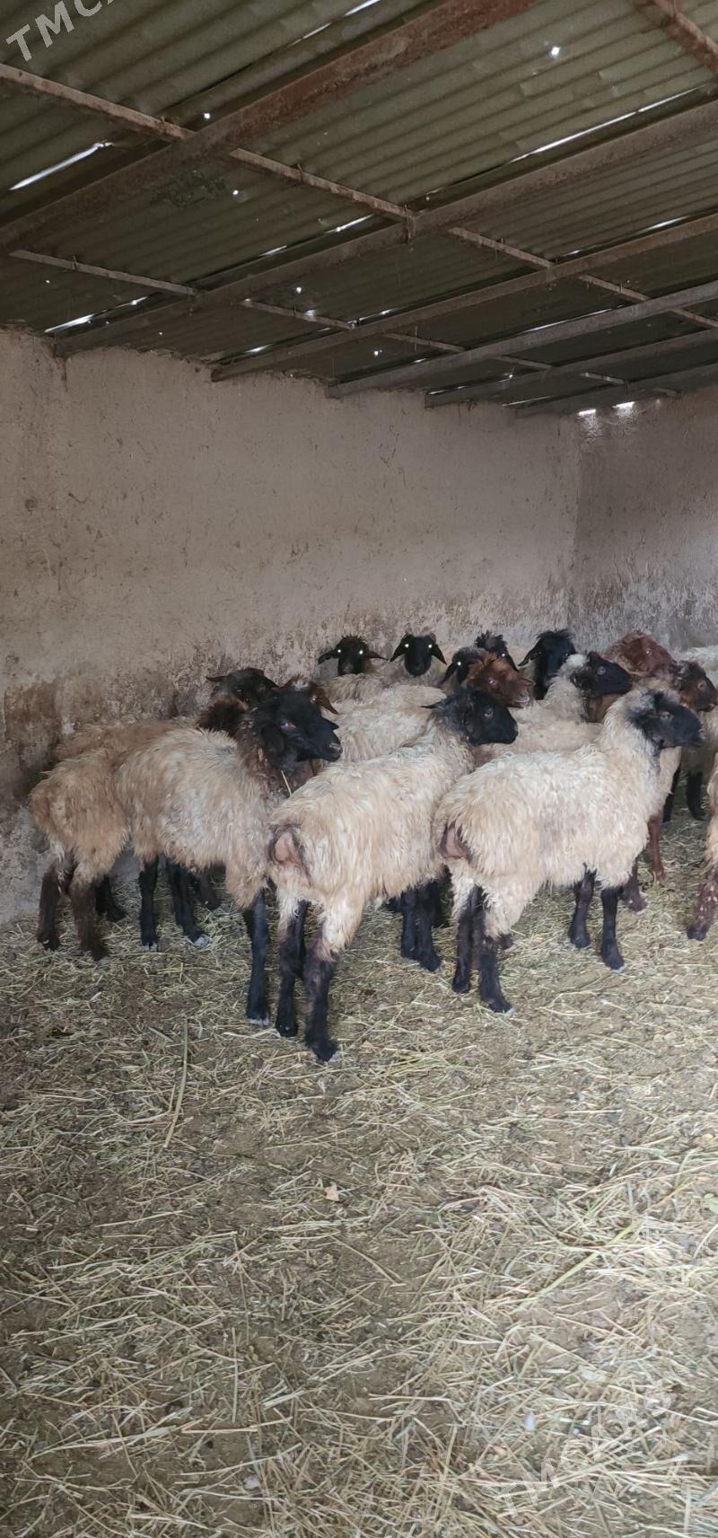 goyun - Bagyr - img 2