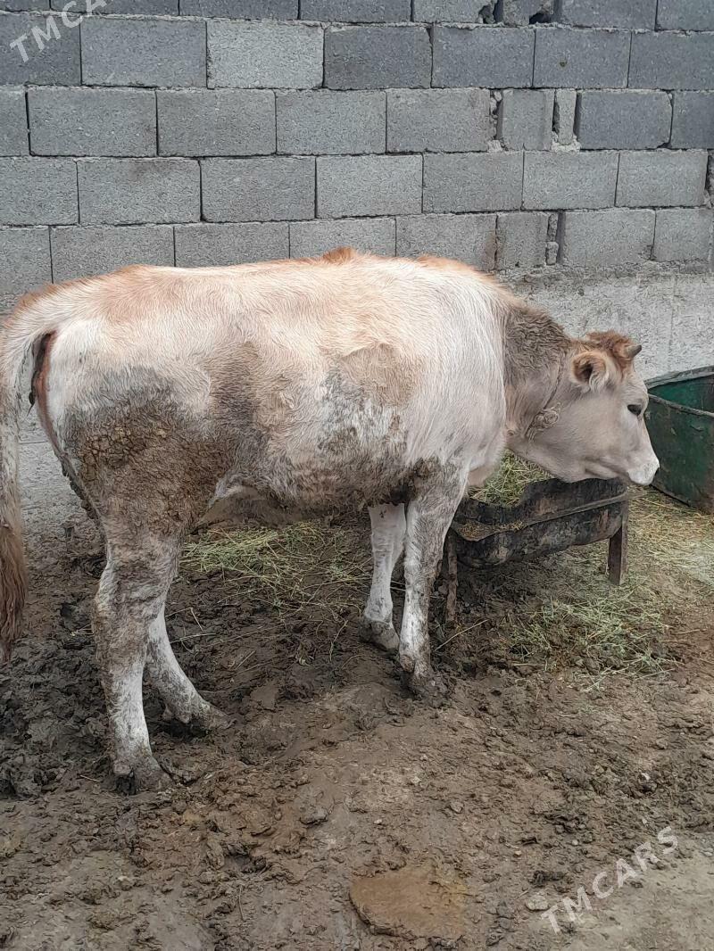 tüwe - Bäherden - img 3