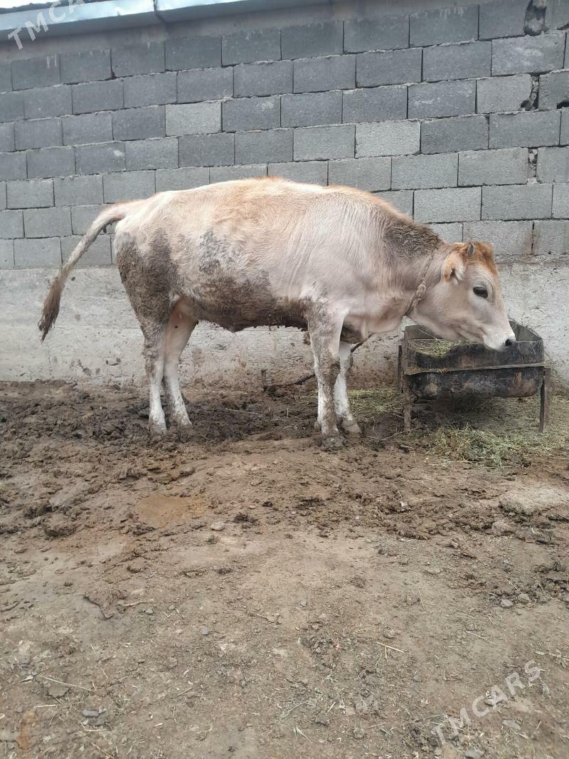 tüwe - Bäherden - img 2