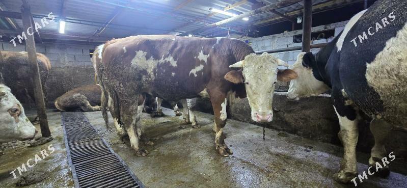 okuz simental - Тязе заман - img 3