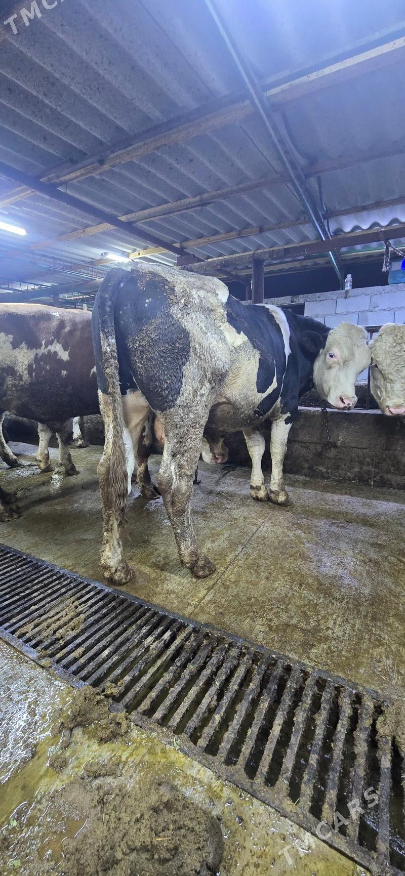 okuz simental - Тязе заман - img 2