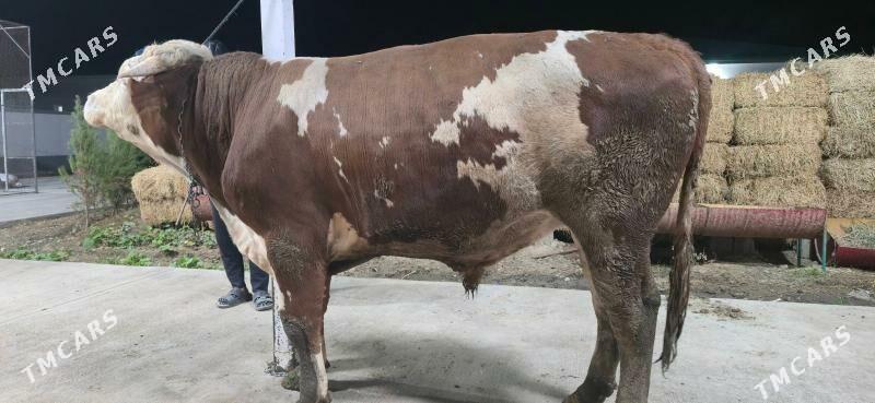 okuz simental - Тязе заман - img 5