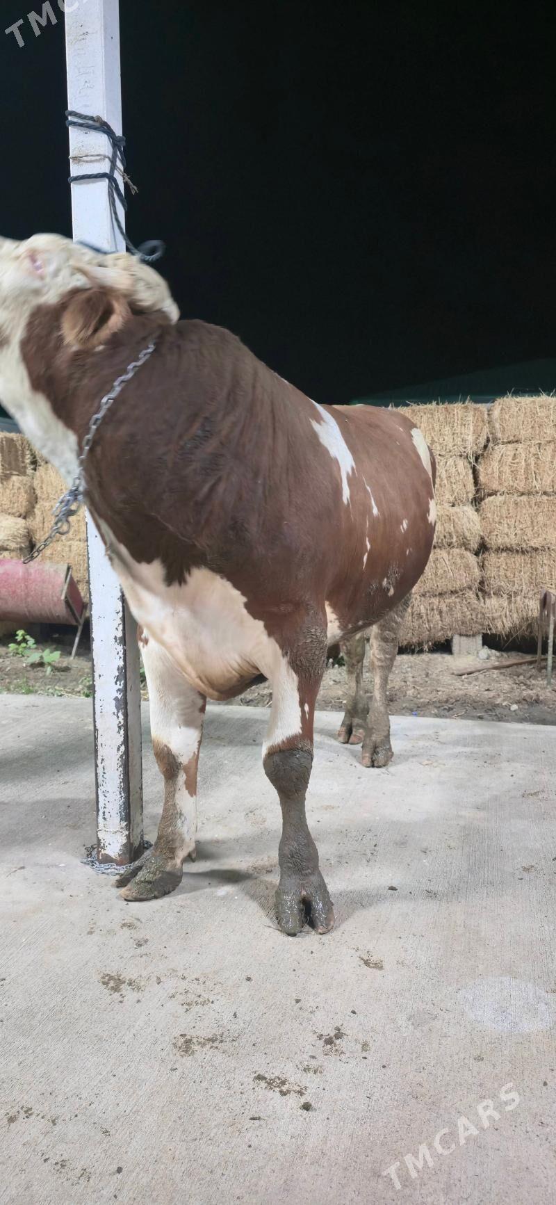 okuz simental - Тязе заман - img 4