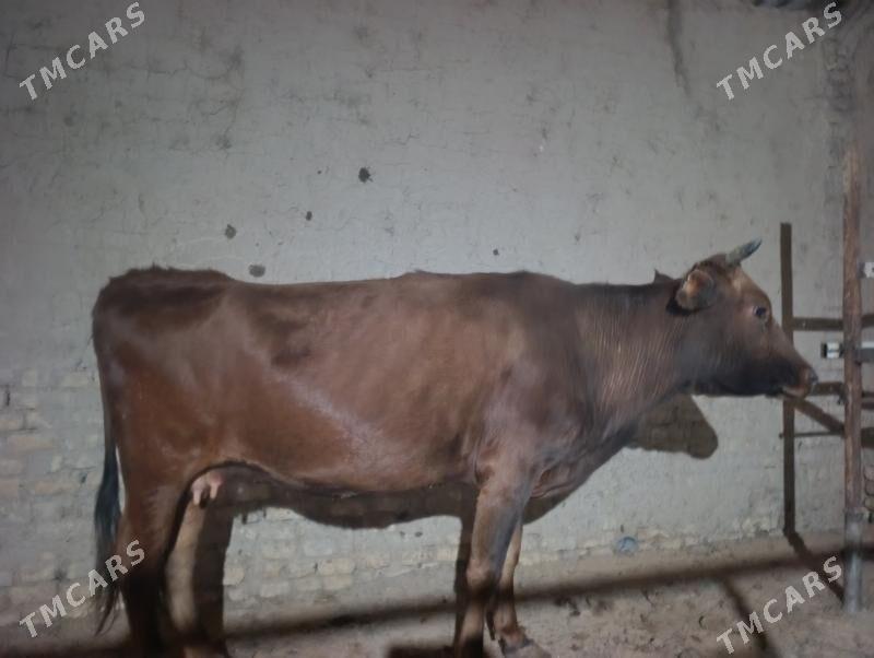 okuz - Wekilbazar - img 3