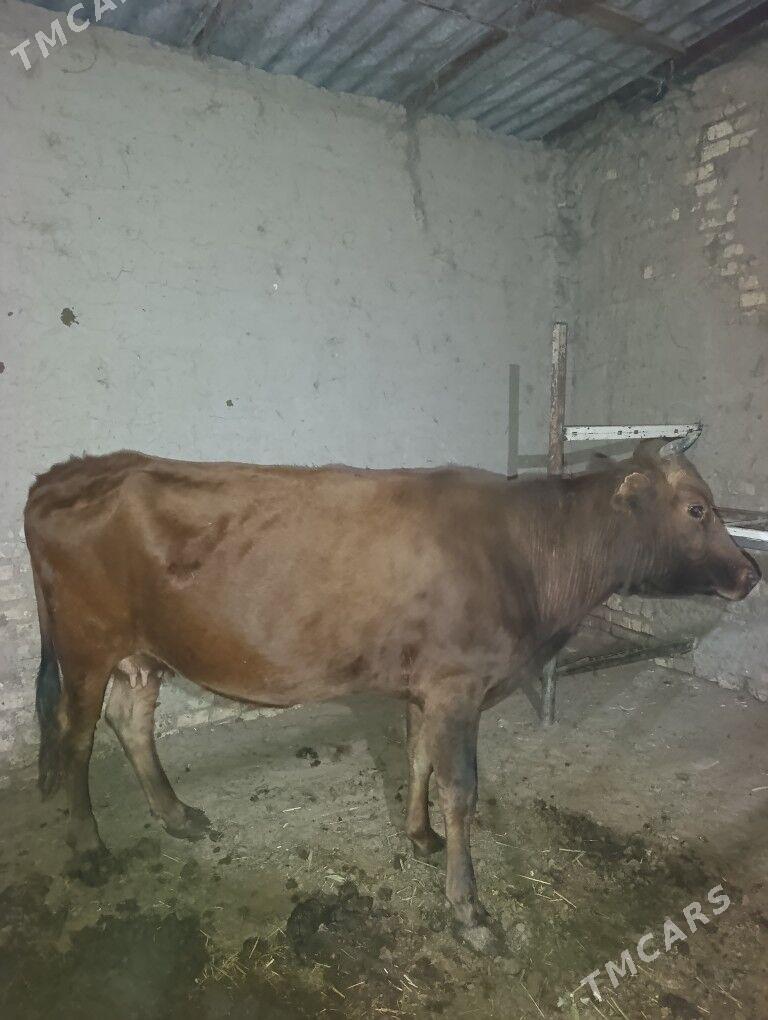 okuz - Wekilbazar - img 4