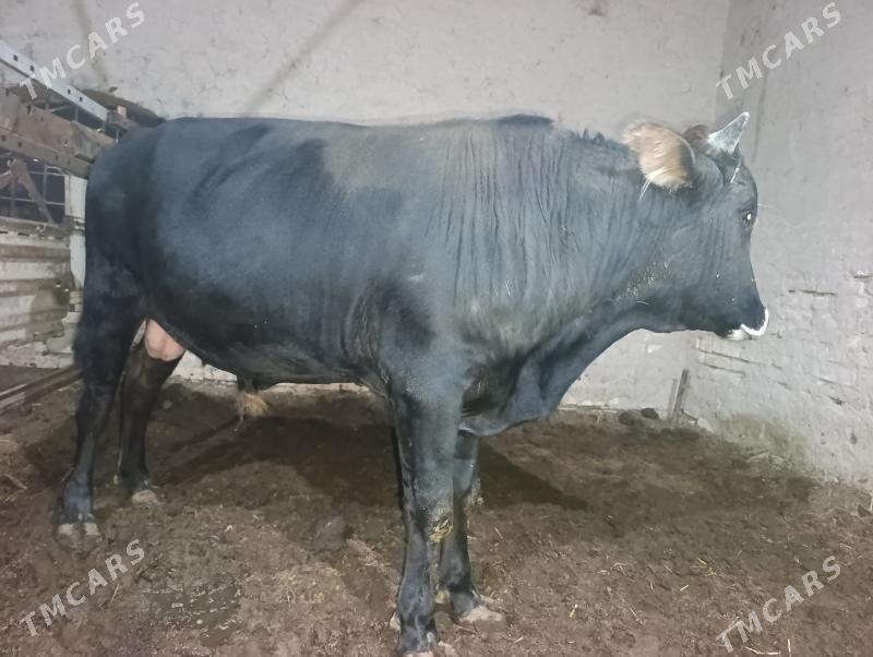 okuz - Wekilbazar - img 2