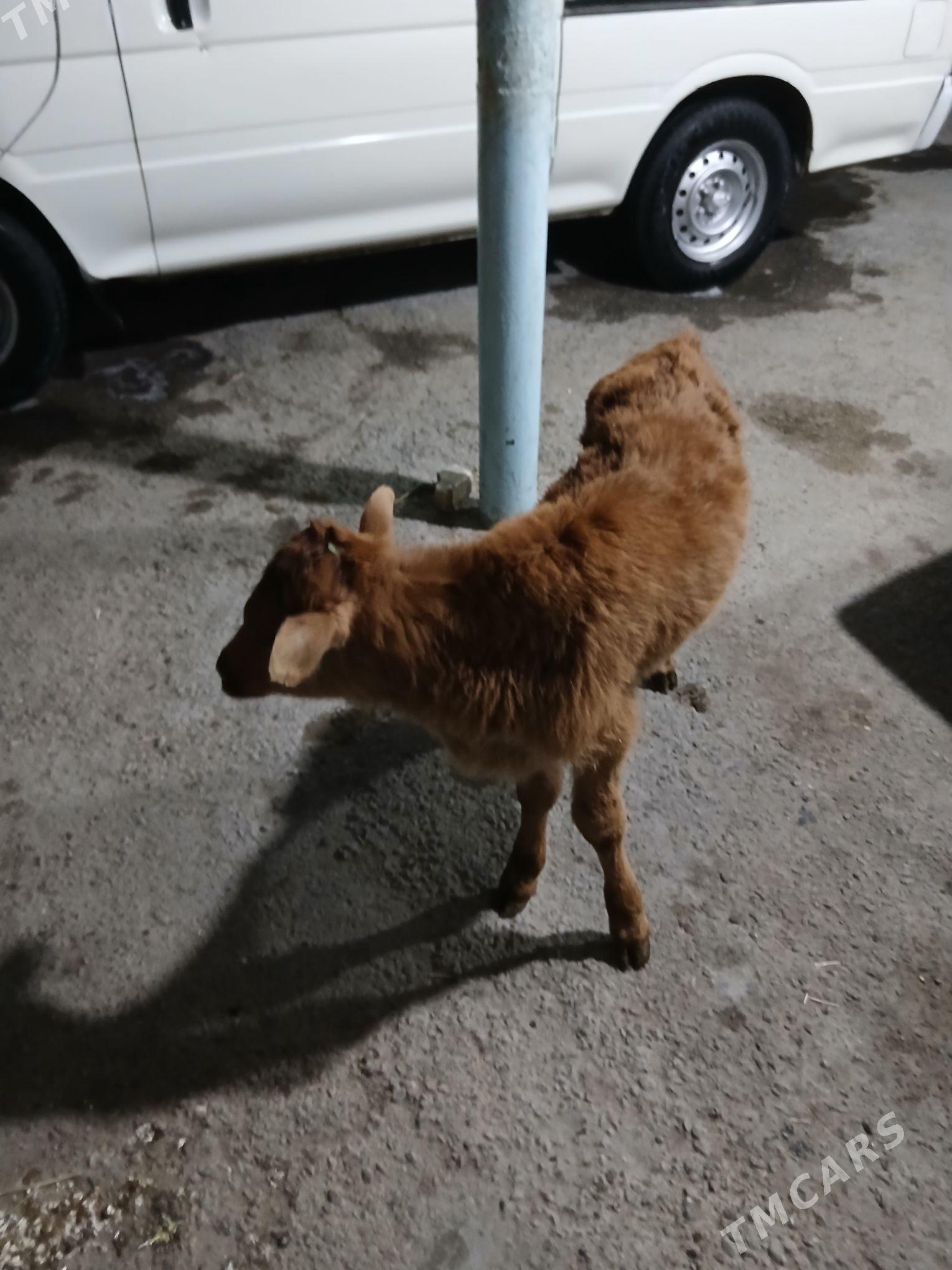 Öküzce - Ашхабад - img 2