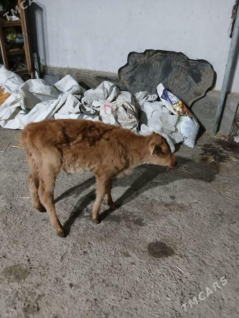 Öküzce - Ашхабад - img 4