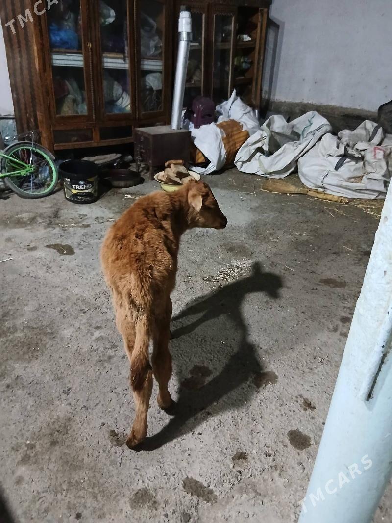 Öküzce - Ашхабад - img 3