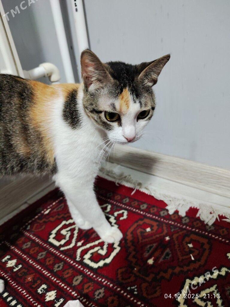 pisik domaşny кошка - Бузмеин - img 2