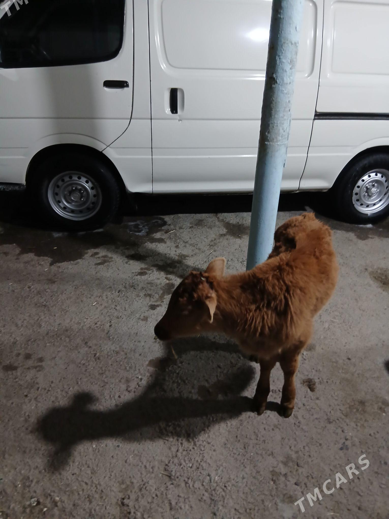 Öküzce - Ашхабад - img 5