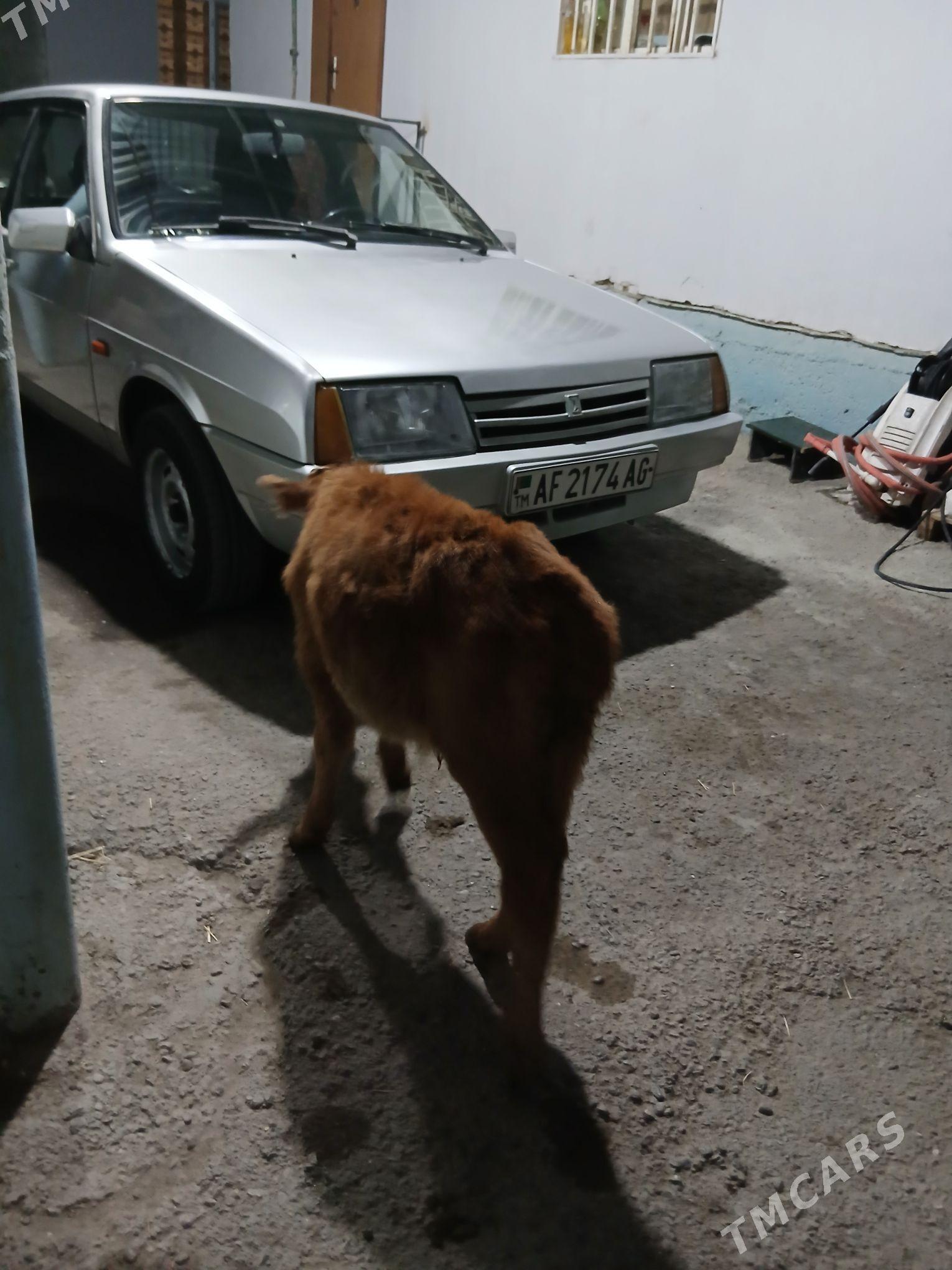 Öküzce - Ашхабад - img 6