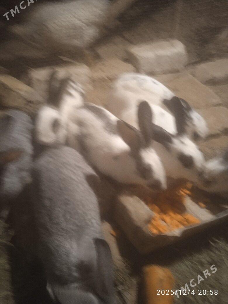 towsan - Сакарчага - img 4