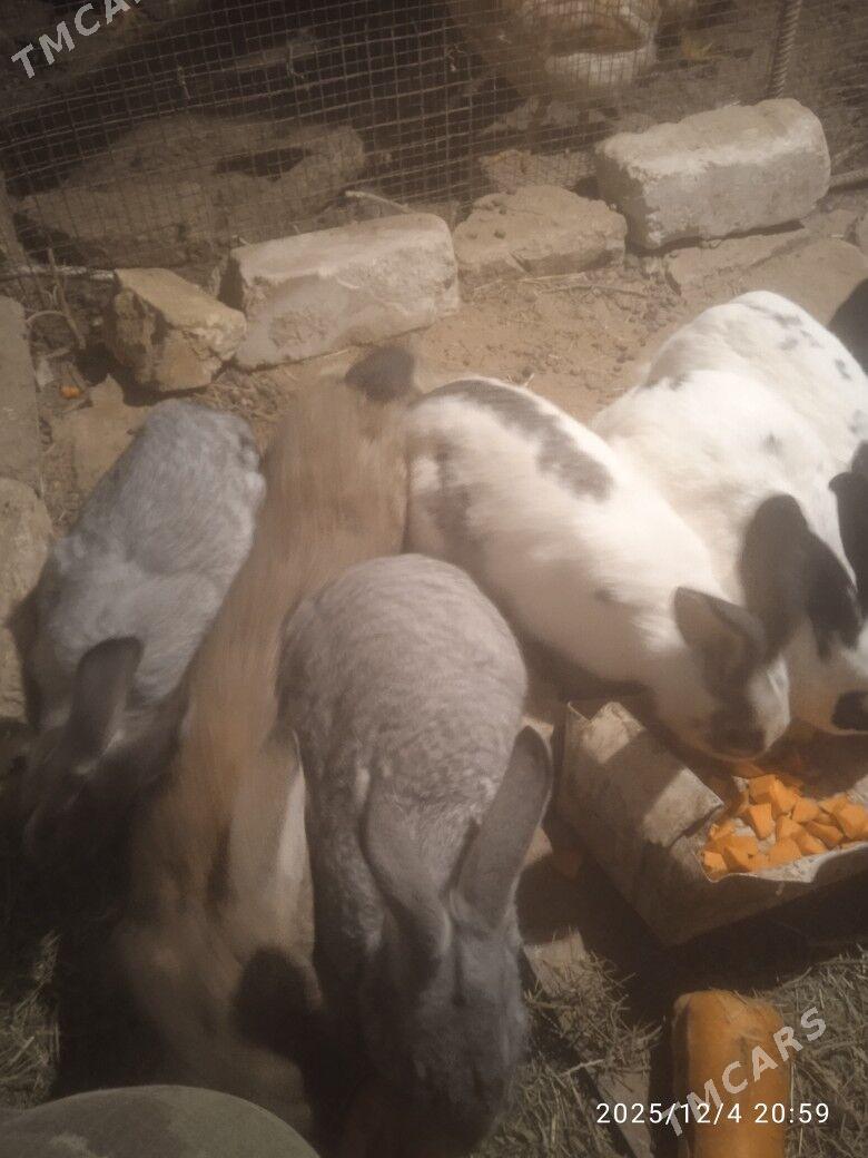 towsan - Сакарчага - img 2