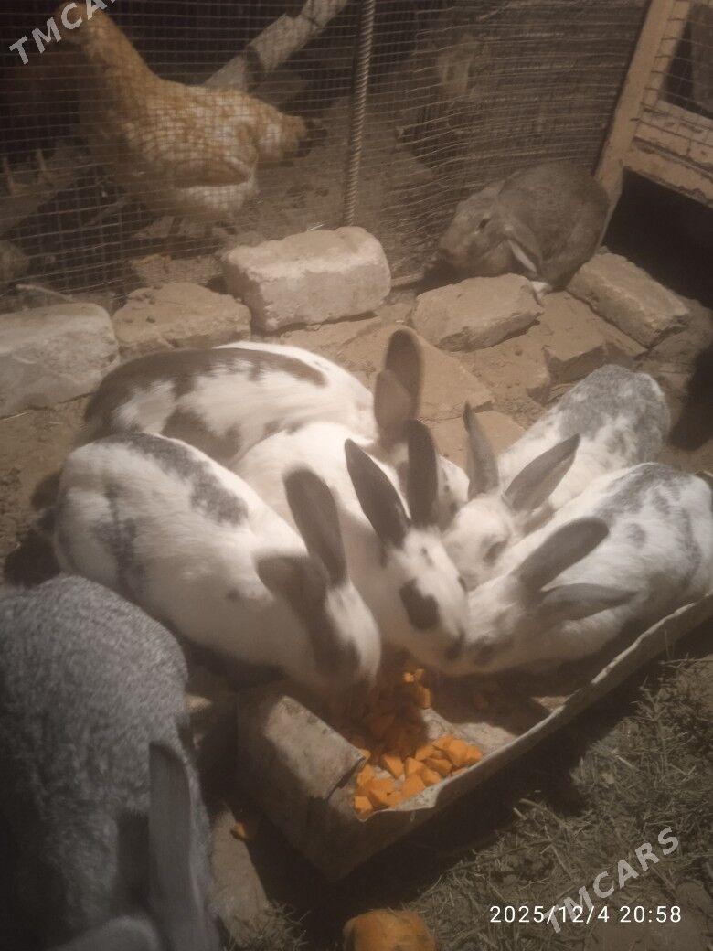 towsan - Сакарчага - img 5