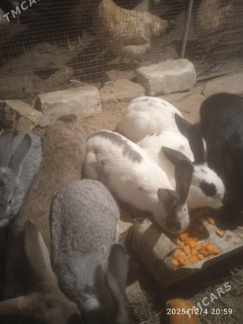 towsan - Сакарчага - img 3