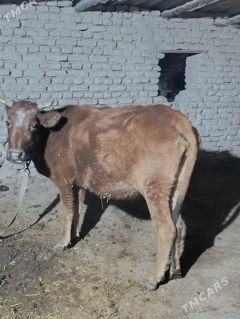 Goleli Sygyr - Мары - img 4