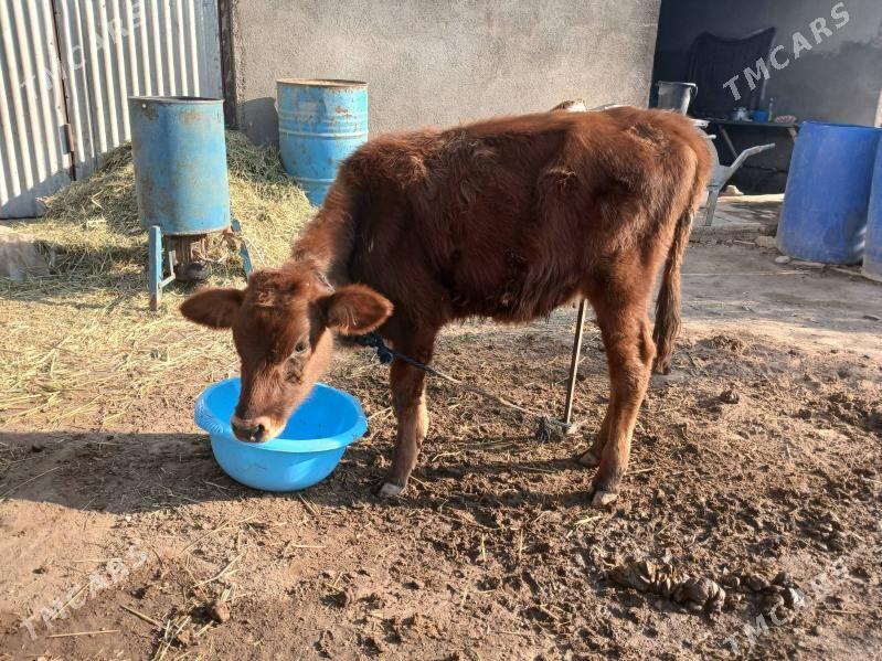 tuwe - Ялкым - img 2