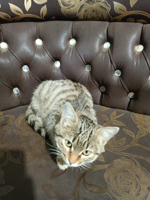 Pişik Котенок - Aşgabat - img 2