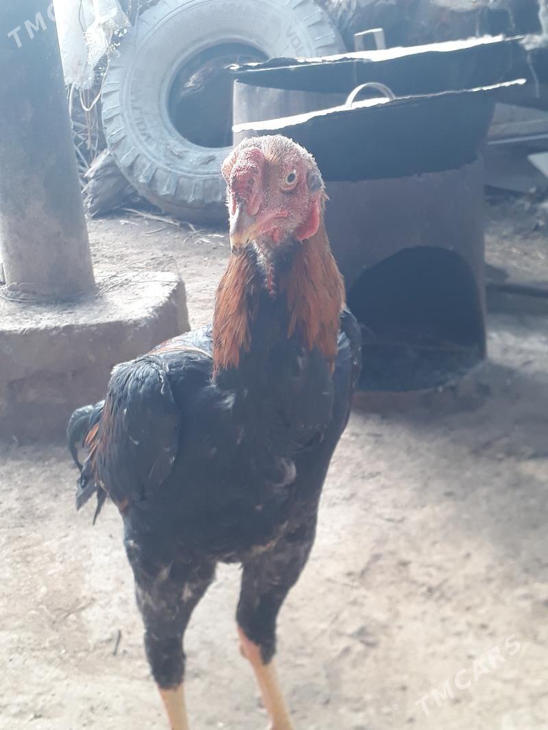 хораз джудже - Türkmenabat - img 2